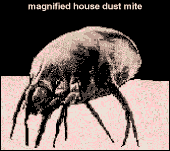 Dust mite